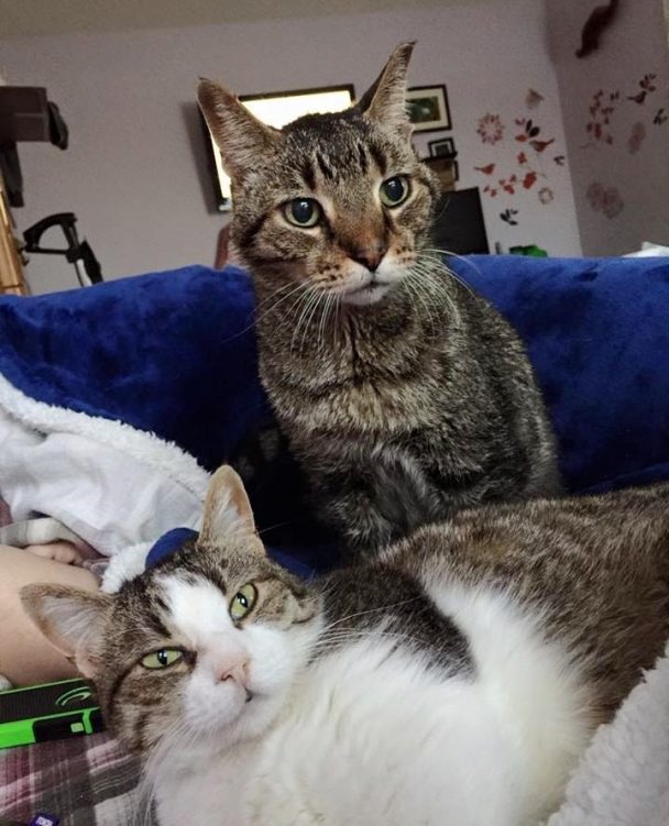 16-Year-Old Cat Loses The Only Family He's Ever Known, Can't Stop ...