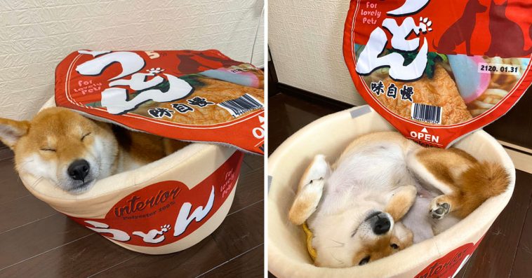 Cup Noodle Beds For Pets Are A Thing Now, And We Frankly Don't Know