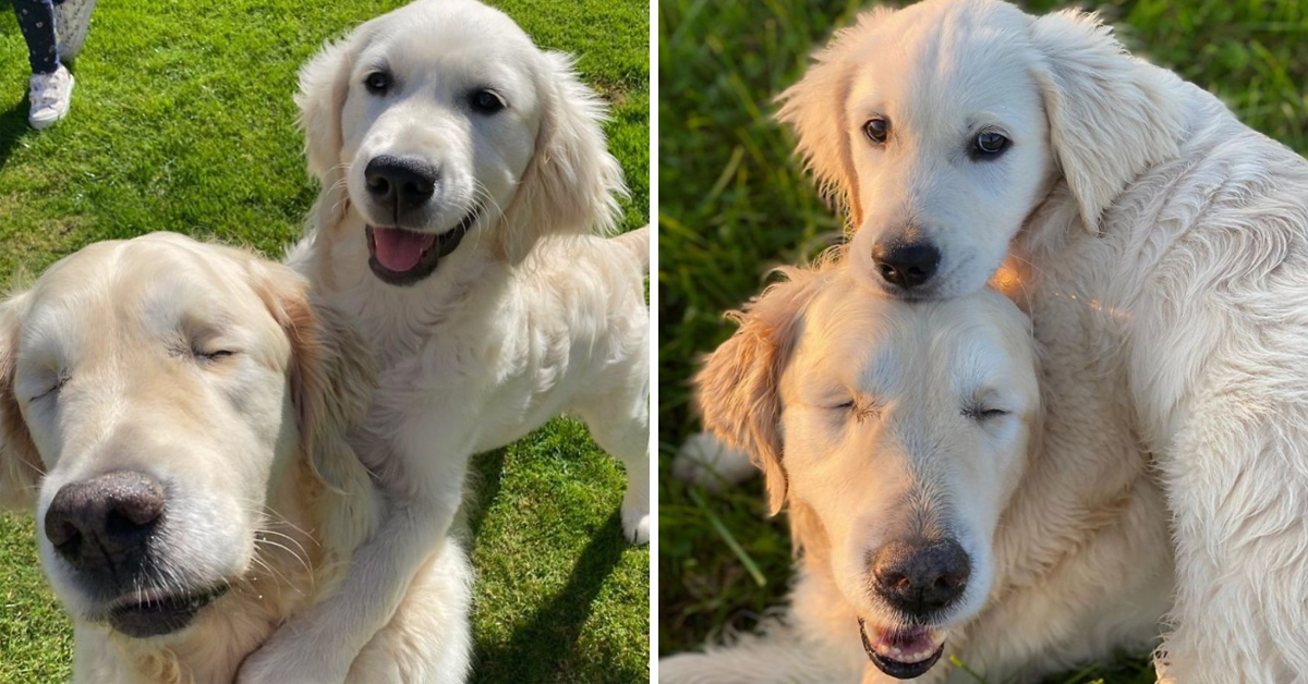 Golden Retriever Puppy Becomes Seeing Eye Dog For A Blind Senior Dog