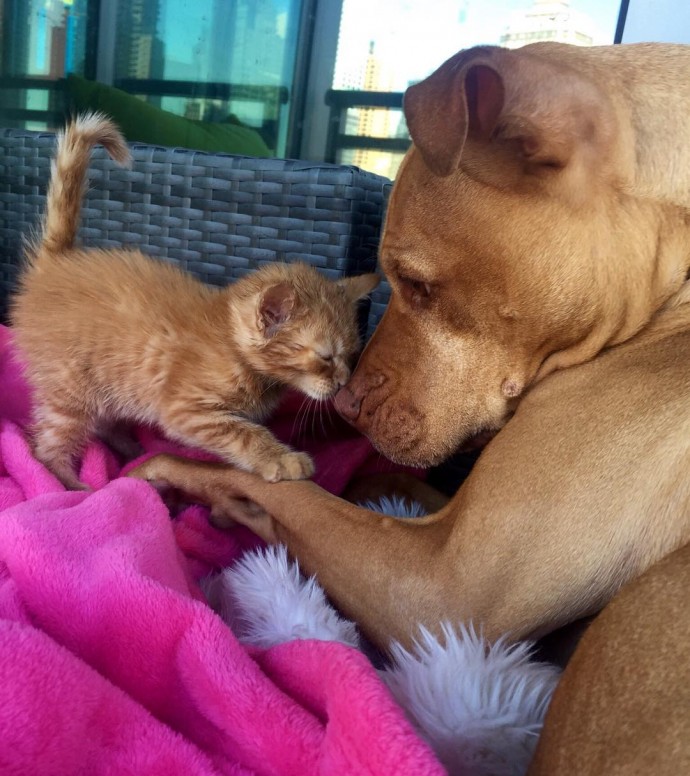 rescue dog obsessed with cats finally gets a kitten to take care of 01