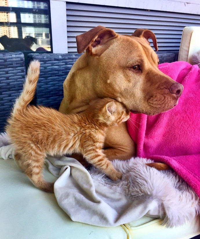 rescue dog obsessed with cats finally gets a kitten to take care of 02