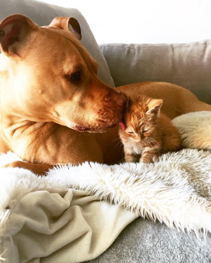 rescue dog obsessed with cats finally gets a kitten to take care of 03