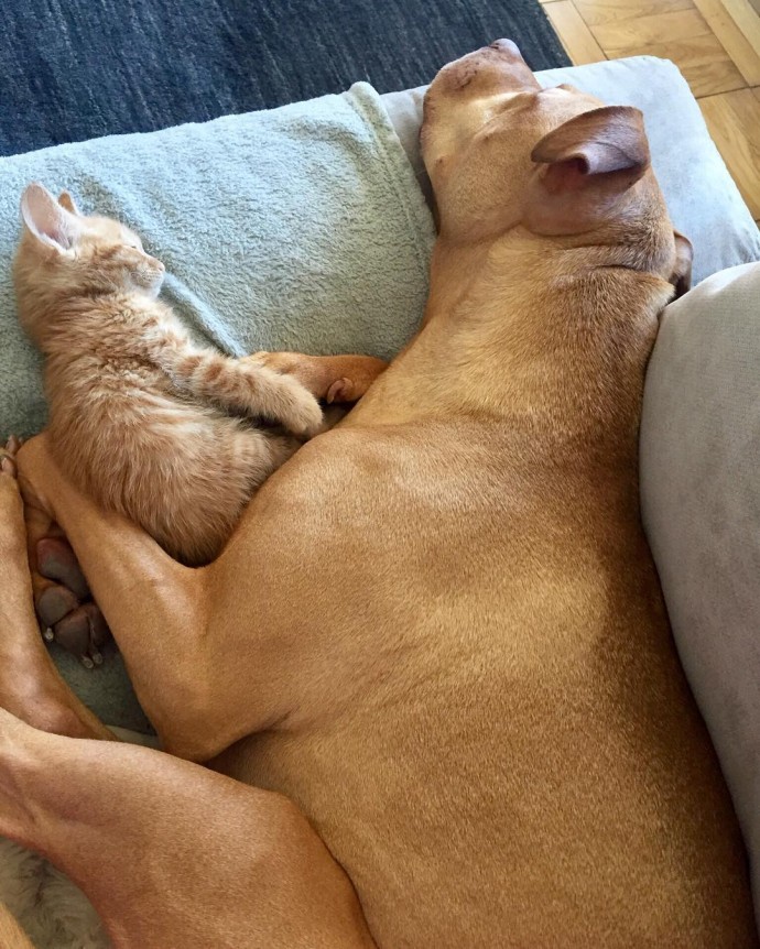 rescue dog obsessed with cats finally gets a kitten to take care of 04