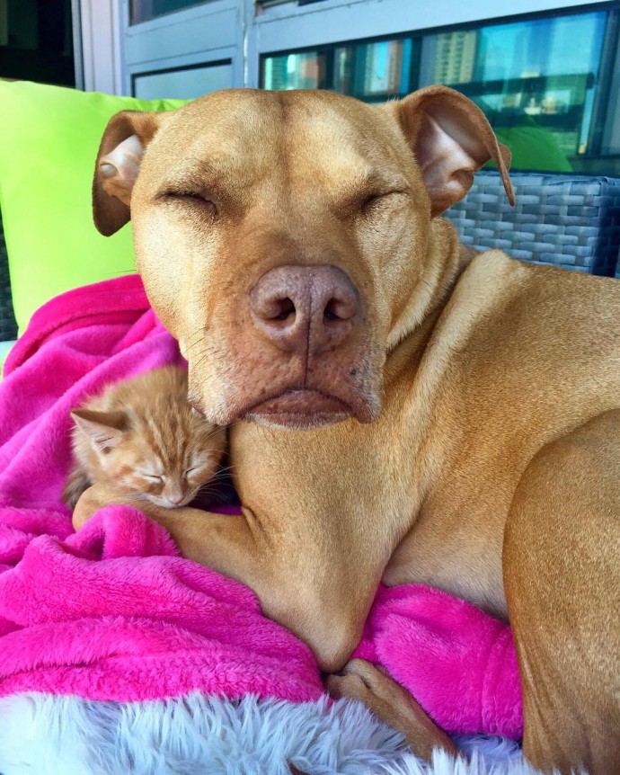rescue dog obsessed with cats finally gets a kitten to take care of 06