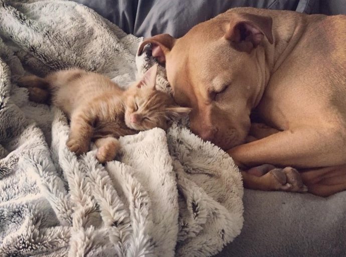 rescue dog obsessed with cats finally gets a kitten to take care of 10 e1603903712572