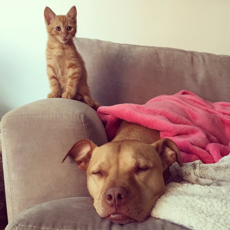 rescue dog obsessed with cats finally gets a kitten to take care of 11