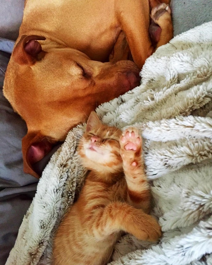 rescue dog obsessed with cats finally gets a kitten to take care of 12