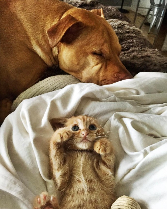 rescue dog obsessed with cats finally gets a kitten to take care of 13