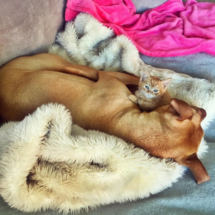 rescue dog obsessed with cats finally gets a kitten to take care of 14