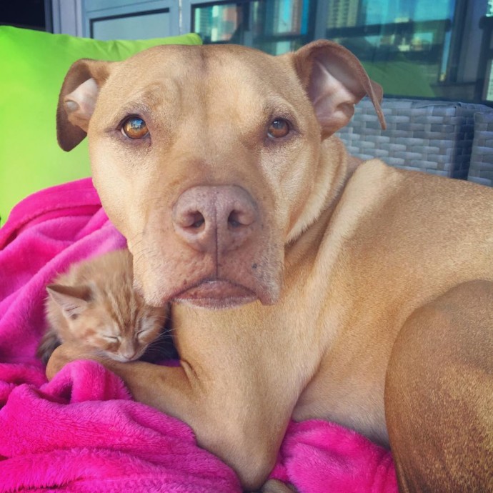 rescue dog obsessed with cats finally gets a kitten to take care of 15