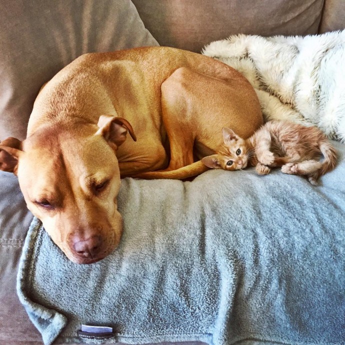 rescue dog obsessed with cats finally gets a kitten to take care of 16