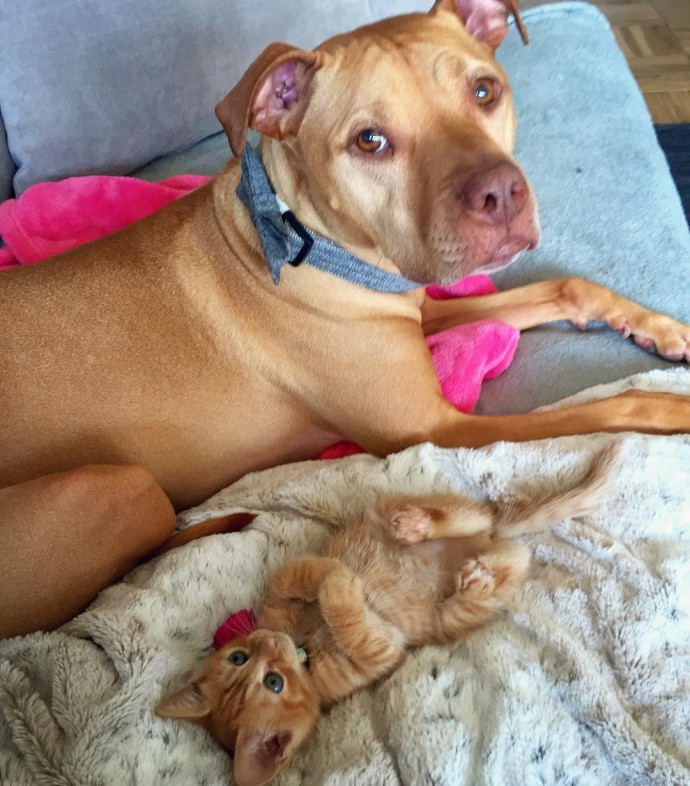 rescue dog obsessed with cats finally gets a kitten to take care of 17