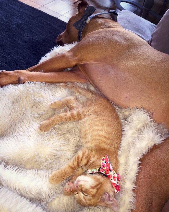 rescue dog obsessed with cats finally gets a kitten to take care of 18