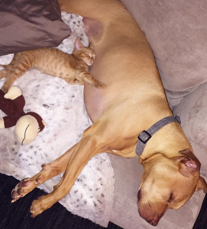 rescue dog obsessed with cats finally gets a kitten to take care of 20