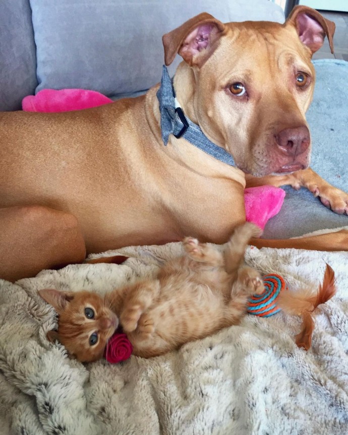 rescue dog obsessed with cats finally gets a kitten to take care of 21