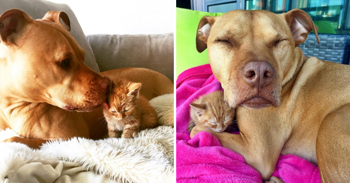 rescue-dog-obsessed-with-cats-finally-gets-a-kitten-to-take-care-of