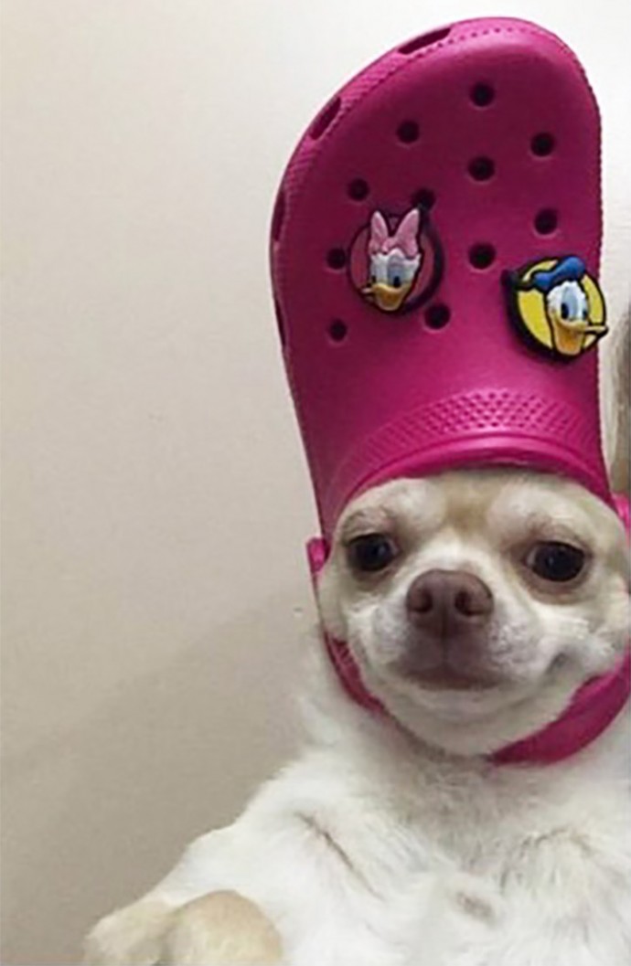 24 Funny Photos Of Pets Who Look Just Like The Pope With A Slipper On
