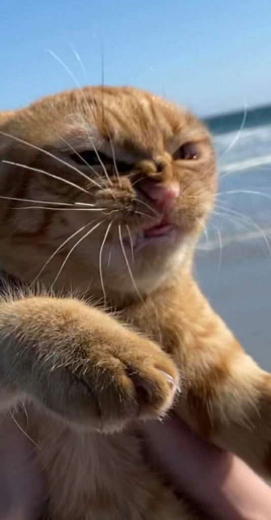 Cat Goes To The Beach For The First Time And Is Definitely Not Impressed