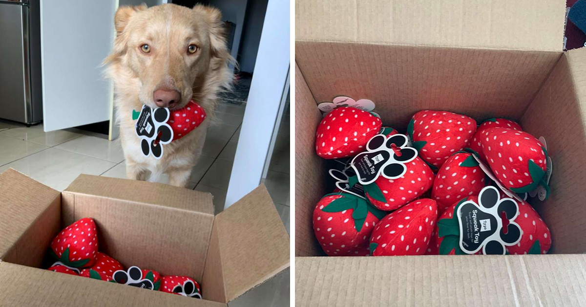 Dog&#39;s Favorite Toy Gets Discontinued So Store Sends The Last Box To Him