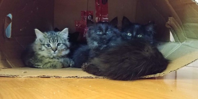 stray cat mom brings her babies to meet the woman who took care of her 02
