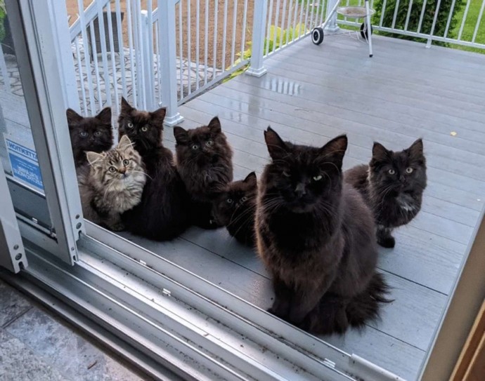 stray cat mom brings her babies to meet the woman who took care of her 03