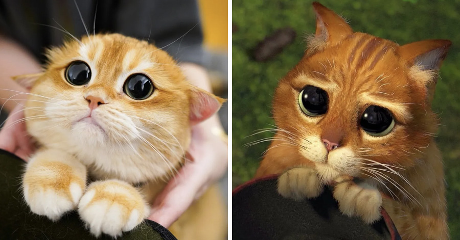 Meet Pisco, The BigEyed Cat Who Looks Like A RealLife Puss In Boots